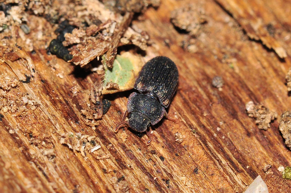 Colobicus hirtus (Zopheridae) - Avigliana (TO)